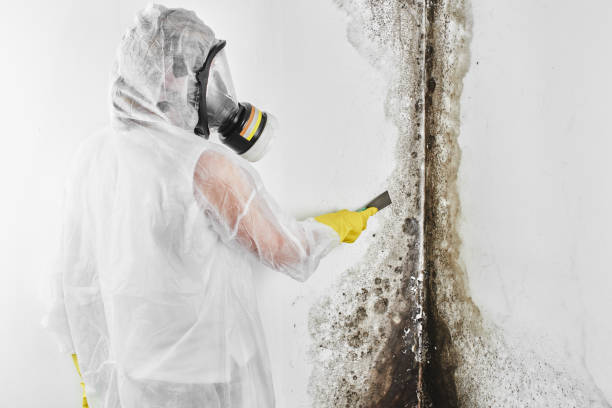 Best Toxic Mold Removal  in Marvin, NC
