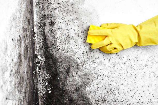 Best Residential Mold Removal  in Marvin, NC