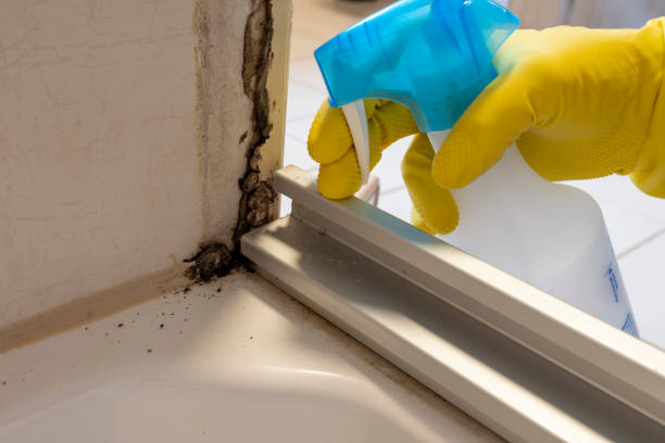 Professional Mold Removal in Marvin, NC