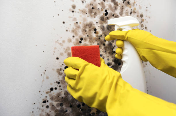 Attic Mold Removal in Marvin, NC